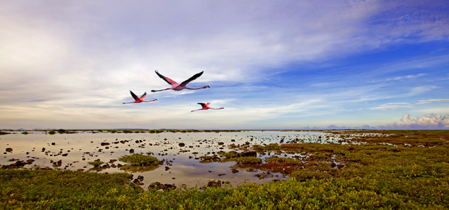 parque-aves-bonaire-zarpo-magazine