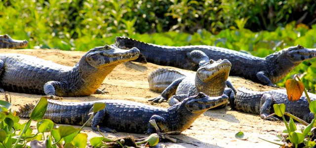 Pantanal Jungle - Pantanal
