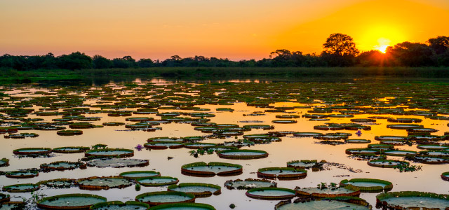 Pantanal