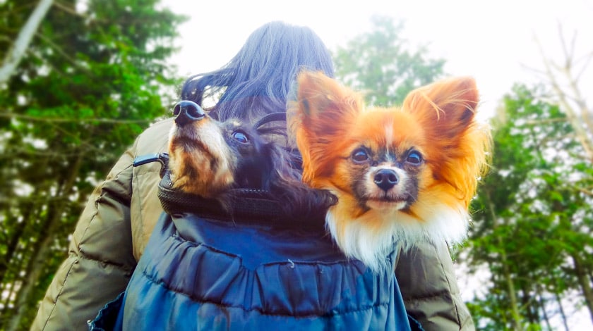 Para a mãe de pet - viagem