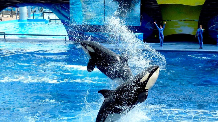 Seaworld - Parques Aquáticos