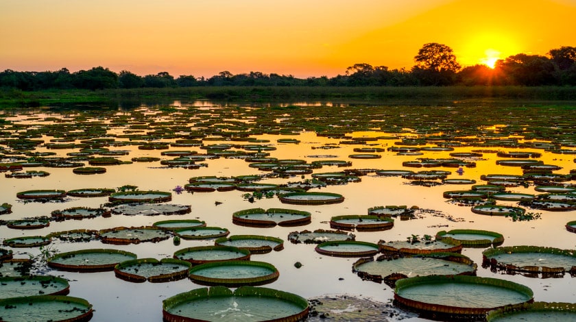 Pantanal