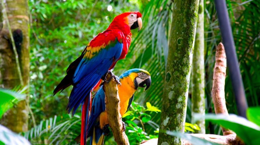 O que fazer em Foz do Iguaçu