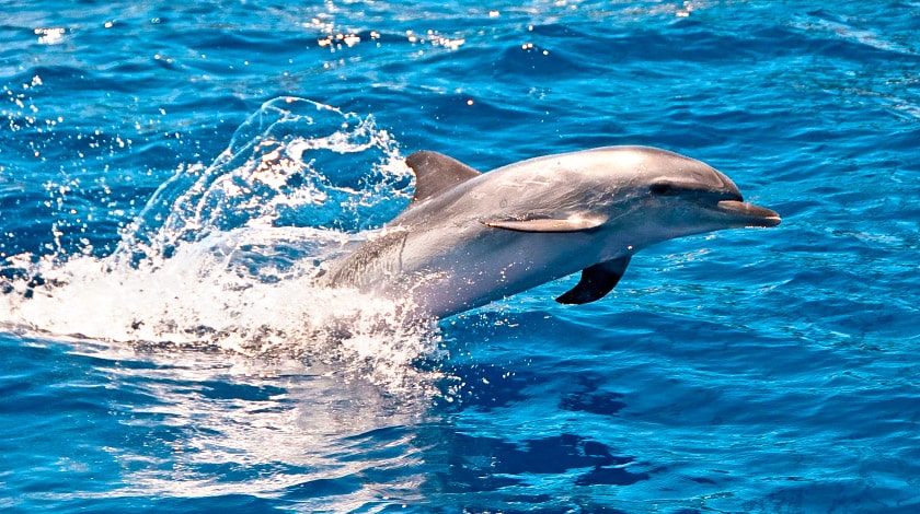 Imagem de um golfinho pulando.