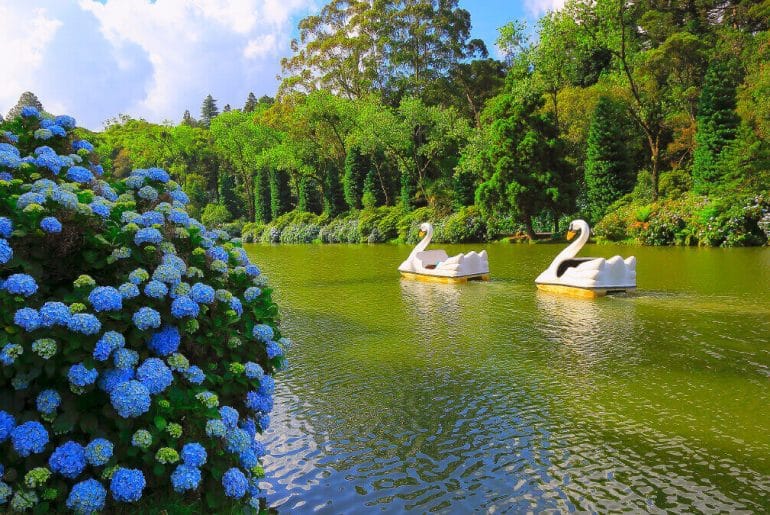 5 roteiros de viagem inesquecíveis no Sul do Brasil imagem de 2 pedalinhos de cisnes no lago.