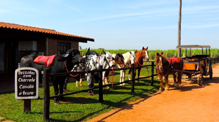 Fazendinha do Barretos Country Resort