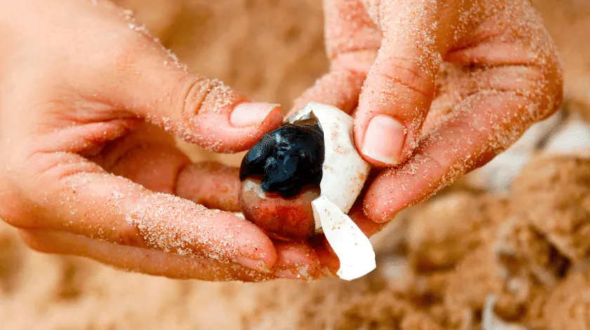 Tartaruga nascendo do ovo, no Projeto Tamar, na Bahia