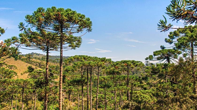 Araucárias do Parque Estadual - o que fazer em Campos do Jordão