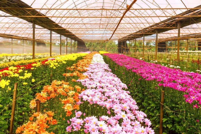 imagem de uma floricultura.
