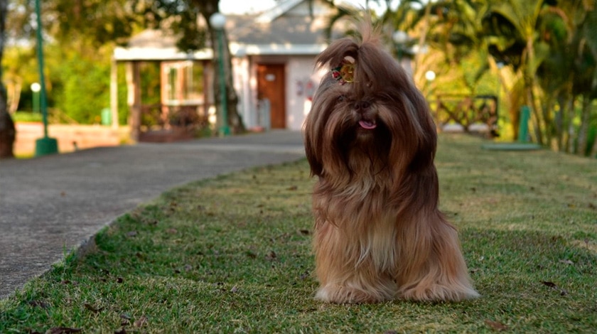 Foto de um cachorro na grama com as acomodações do Mavsa Resort All-Incluse ao fundo