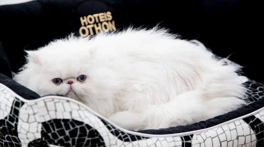 Gato branco deitado em sua cama