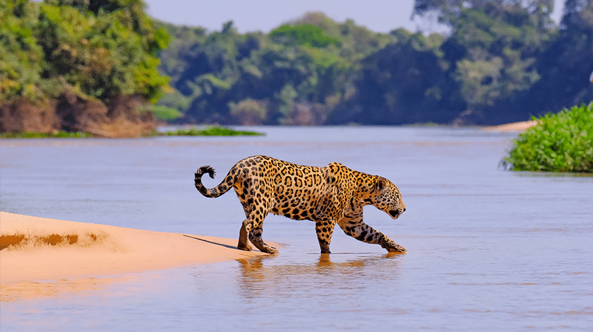 Onça-pintada no rio do Pantanal.