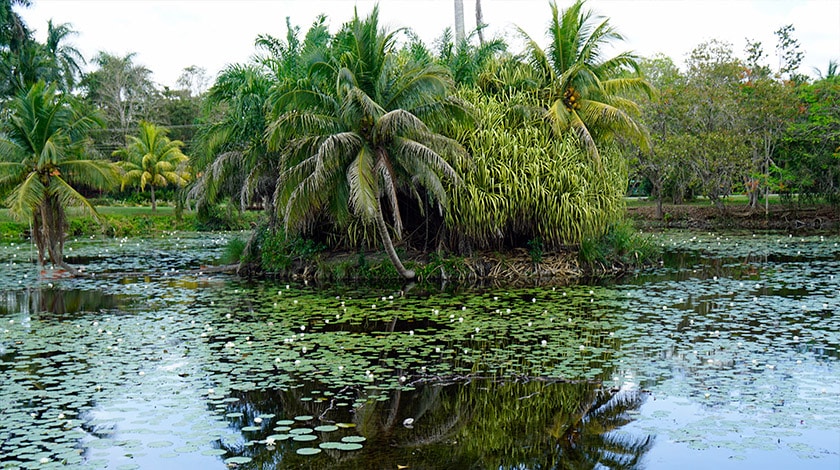 Reserva da Biosfera Ciénaga Zapata, em Cuba.