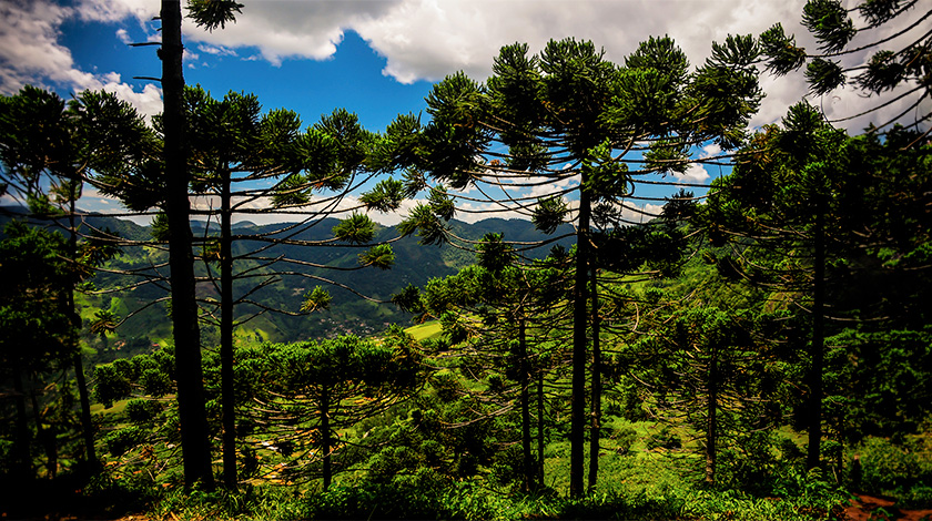 Para onde viajar em agosto: conheça Monte Verde.