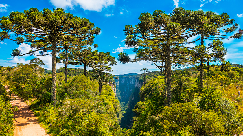 Enoturismo no Rio Grande do Sul.