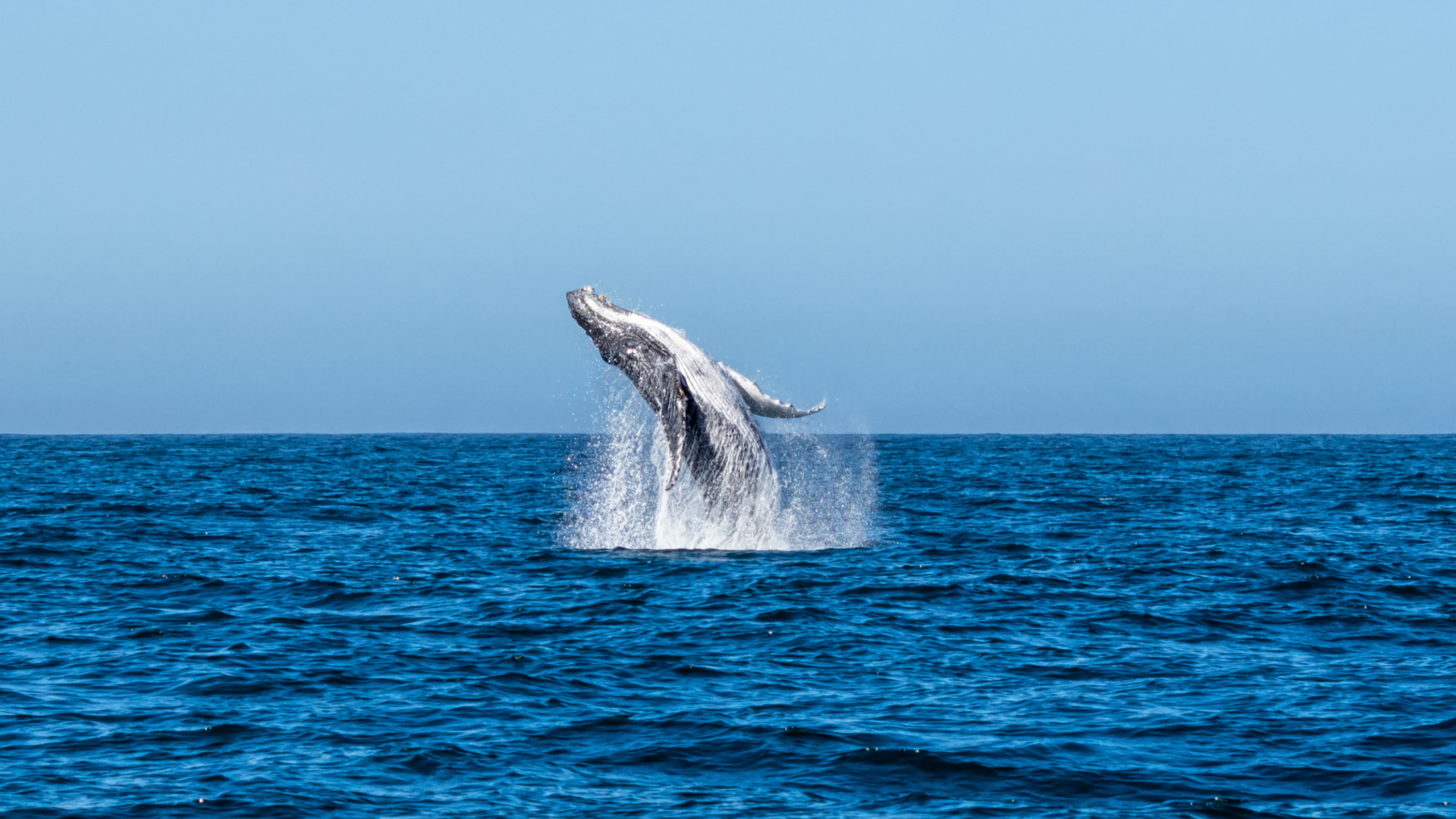 Temporada de baleias: 5 destinos no Brasil para avistar os gigantes do mar
