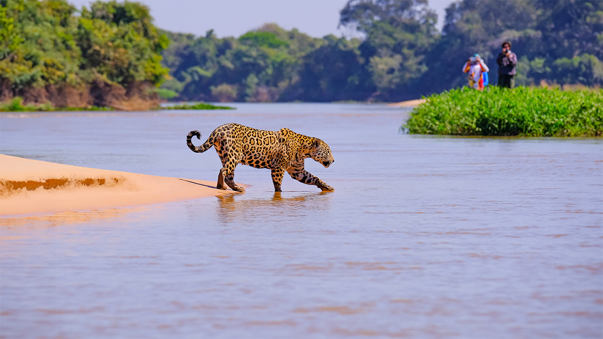 Viagem ao Pantanal: as belezas naturais do Centro-Oeste brasileiro