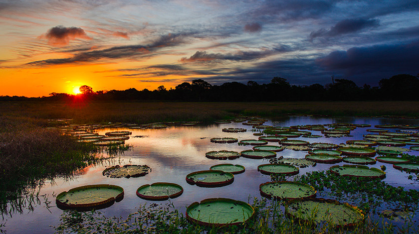Parque Nacional do Pantanal Mato-Grossense.