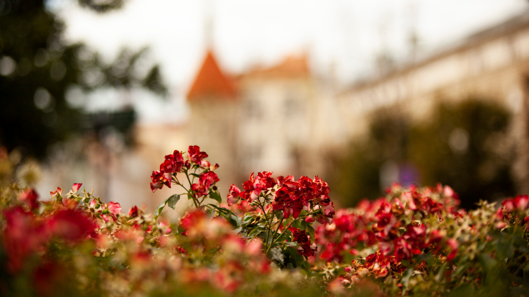 10 destinos ideais para aproveitar a primavera no Brasil